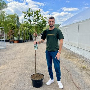 Arónia čiernoplodá (Aronia melanocarpa) ´NERO´ - výška 170-200 cm, kont. C25L - NA KMIENKU